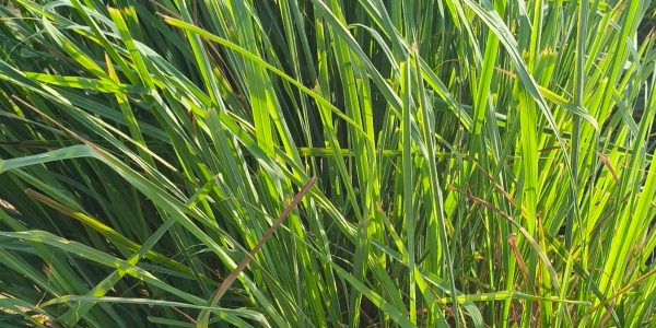 WhatsApp-Image-2025-02-04-at-15.46.05_81fe6dcf-r11wmjfj9smc43ov6z685z55wzf65h6c6avqgbgji0